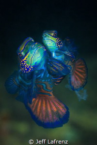 Mandarinfish Mating Dance- captured the moment when sperm... by Jeff Lafrenz 